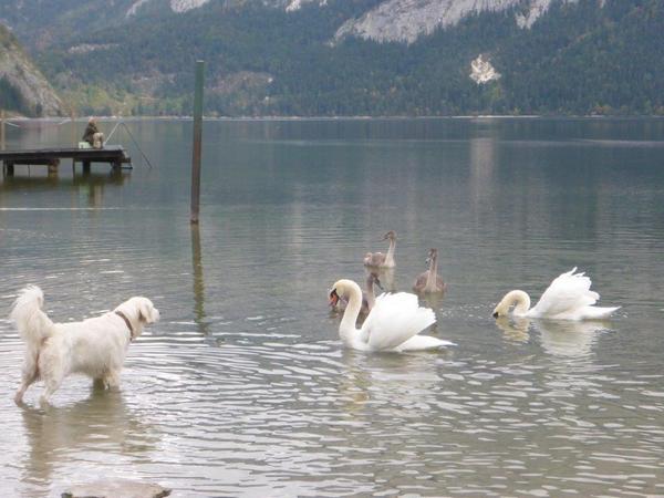 2015 Altaussee 087.jpg
